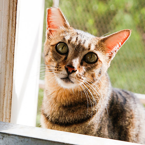 Adopt Lucy | Cat Adoption Vietnam Animal Aid and Rescue